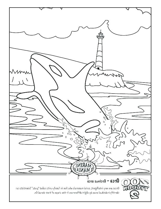 Get 85 Killer Whale Coloring Pages Ideas 15