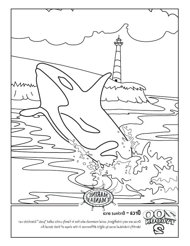 Get 85 Killer Whale Coloring Pages Ideas 17