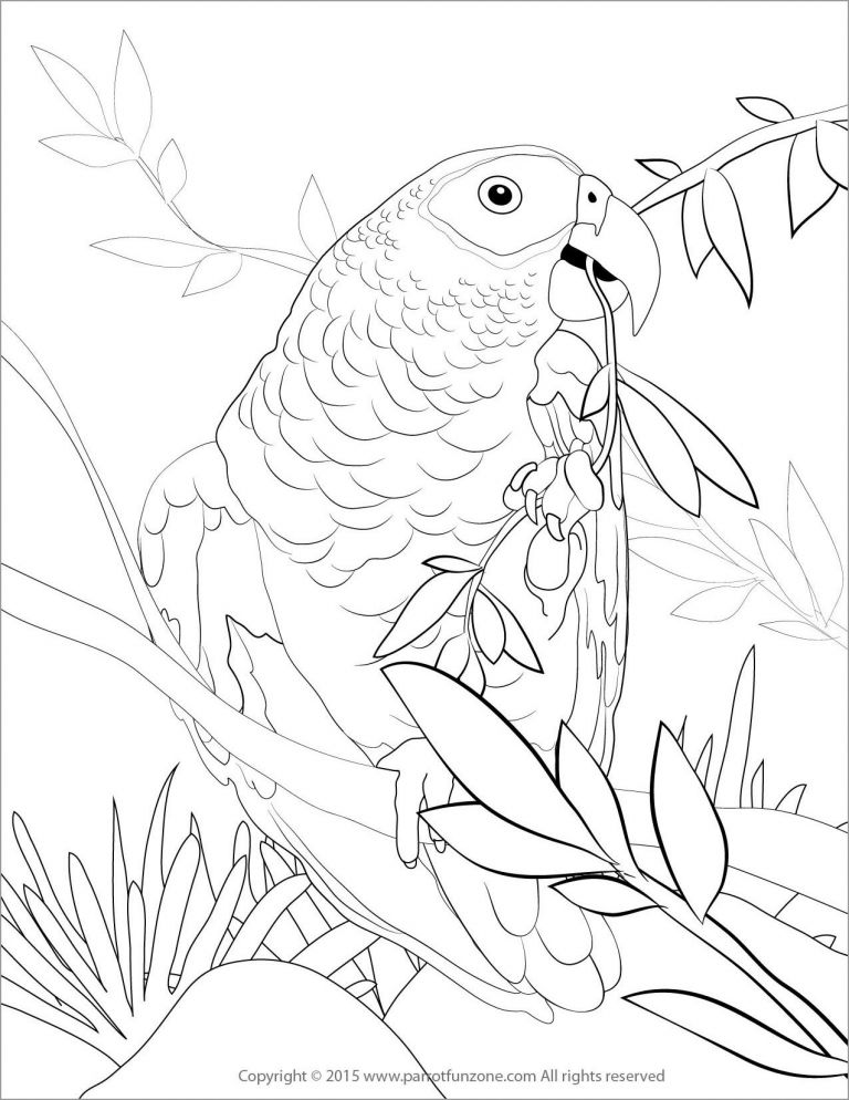 Get 85 Coloring Page Parrot Ideas 29